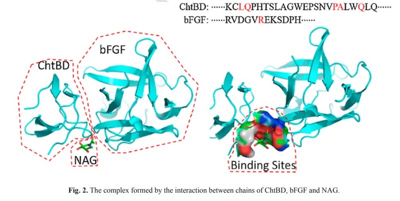ChiBD-bFGF-2.jpg