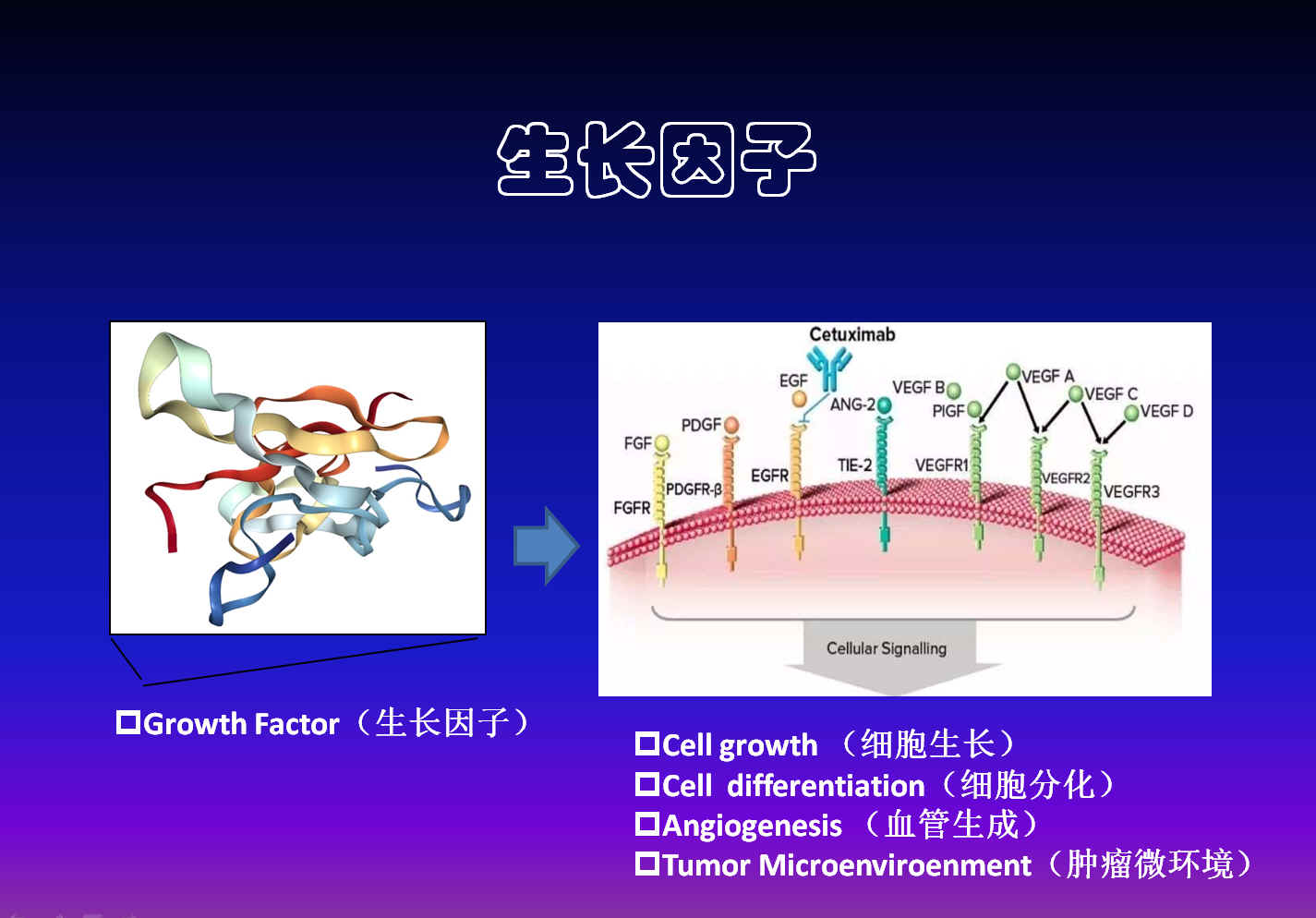 骨形態(tài)蛋白（bone morohogenetic proteins，BMPs）