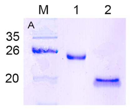 ChiBD-bFGF-1.jpg
