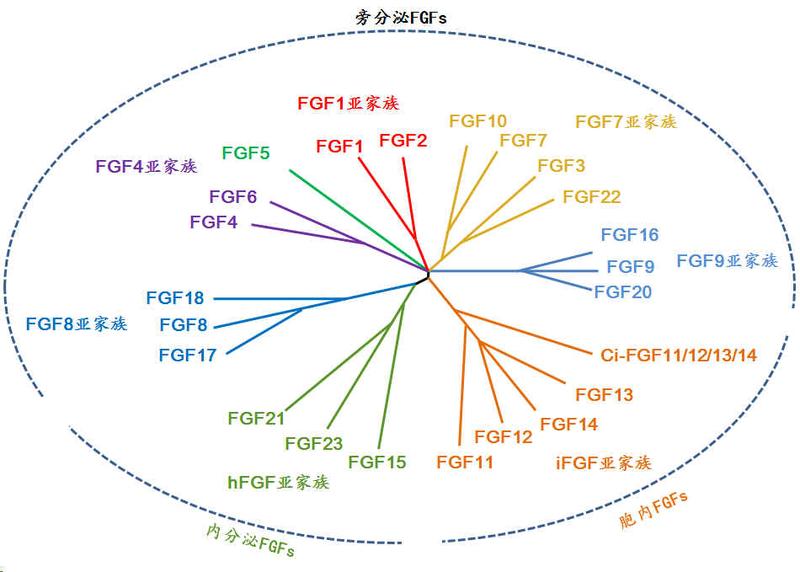 FGFs家族成员.jpg