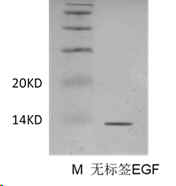 rh-EGF-nohis-1.jpg