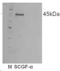 rh_SCGF_his-1.jpg