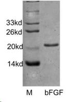 rh_bFGF_his-1.jpg