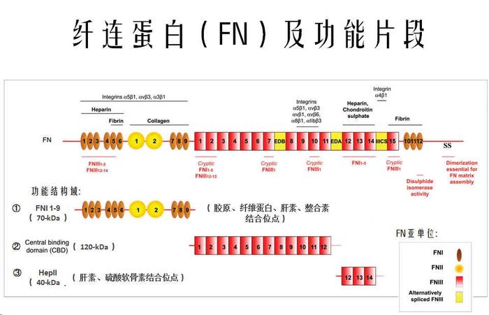 FN-01.jpg