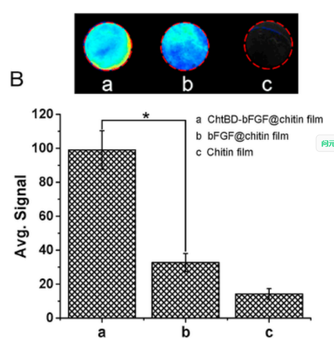 ChiBD-bFGF-3.jpg.png